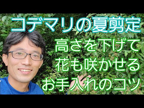 春にディプラデニアを剪定するにはどうすればよいですか？花を美しく保つためのヒントをご紹介します  庭園
