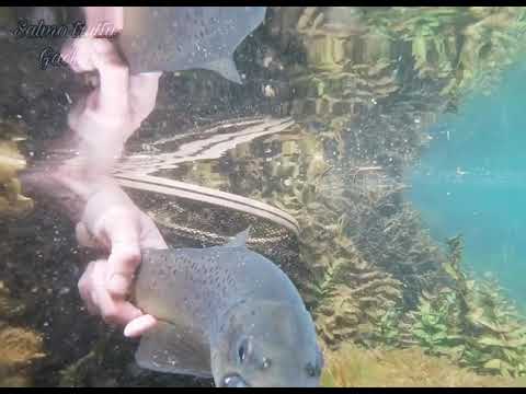 Gacka - brown trout