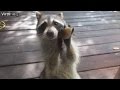 Watch a Clever Raccoon Knock on the Door Demanding Food