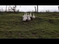 SEBASTOPOL GEESE CURLY AND SMOOTH BREASTED GANDERS SPLASH CARRYING GREY AND BUFF GENE