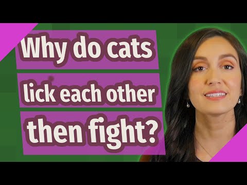 Why do cats lick each other then fight?