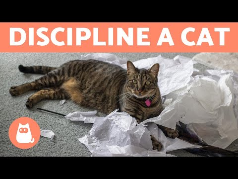 How to DISCIPLINE a CAT PROPERLY 🐱✅ (Cat Education)