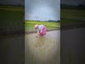 Do Potharote Assamese New Song Treading Short Youtubeshort Love Zglive Shortfeed Shortfeed