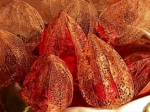 download lagu mp3 mp4 Physalis Franchetii Chinese Lantern, download lagu Physalis Franchetii Chinese Lantern gratis, unduh video klip Physalis Franchetii Chinese Lantern