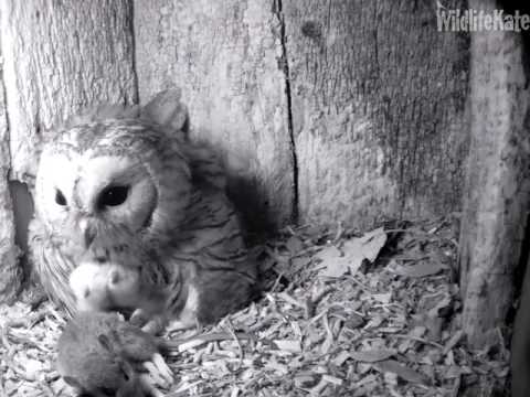 07 Tawny female feeding chicks 8th April