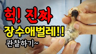 [터치정보農 16편] 장수풍뎅이 애벌레 관찰하기 및 관찰통 만들기