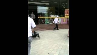 preview picture of video 'Thanh niên manh động đánh CSGT giữa ngã tư'