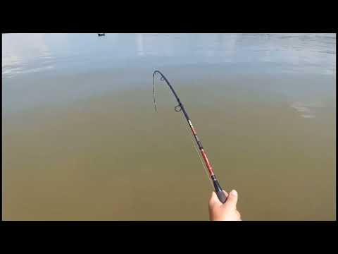 PECANJE SOMA GLAVINJAROM 🎣 Čika Brada u akciji 💪