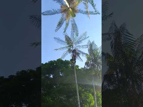 tirando açaí #sitioperola #saojoaodaponta #amazonia