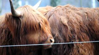preview picture of video '(Välj HD!) Highland Cattle i Sör Amsberg'