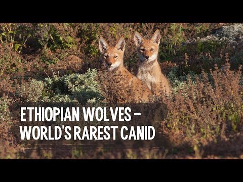 Help The Ethiopian Wolf, The World's Rarest Canid