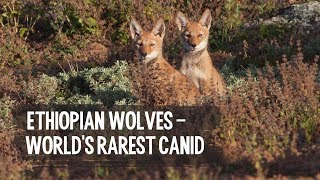 Ethiopian wolves - world