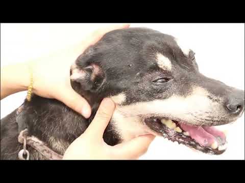 MED. VETERINARIA YAMILA ACOSTA - ¿COMO PROTEGER A NUESTRAS MASCOSTAS DE LAS ALTAS TEMPERATURAS?