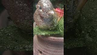 ISABELLE BOULAY VERSION DE MONOPOLIS BY FRANCE GALL STARMANIA LIVE