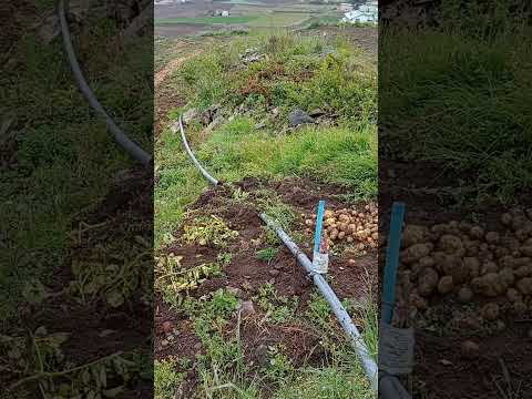 Arrancado de papa en Pueblo Llano Mérida al son de Explosión Bailable