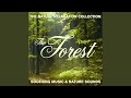 Prayer for the Rainforest