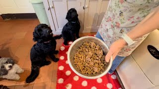 DOG TRAINING-How To Prevent Resource Guarding When Feeding Dogs 🐾 #dogtraining #resourceguarding