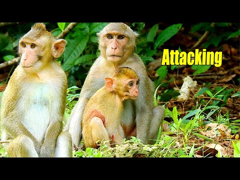 New Update! Baby Elpida Got Attacked By Amber's Family In The Jungle.