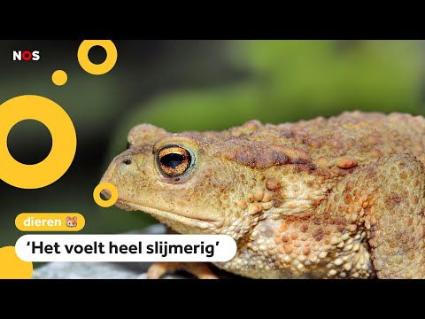 Kinderen helpen padden overzetten: 'Anders worden ze overreden'