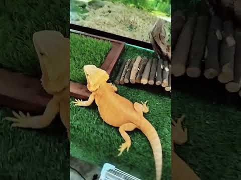 #iguanapets  #afnan #afifah #animals