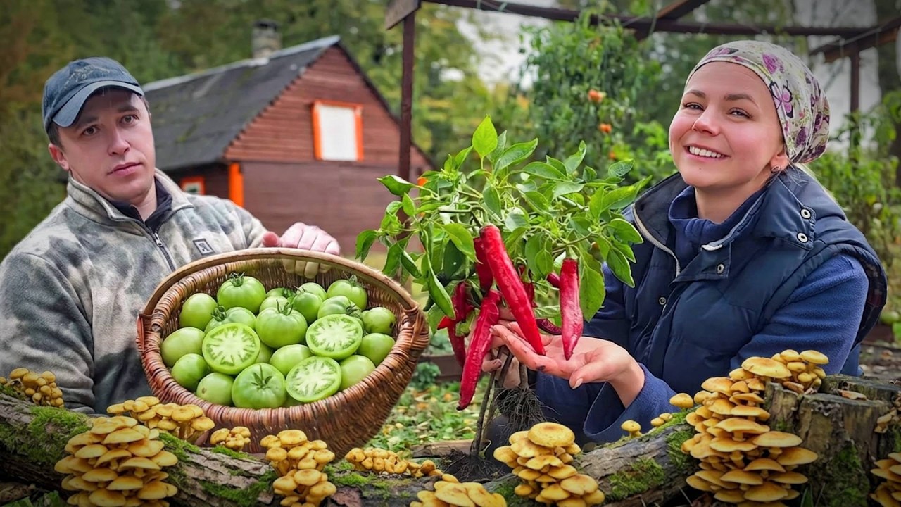 Вся Правда о Жизни в Беларуси: Сложный Год и Отличный Урожай! Зелёные Помидор