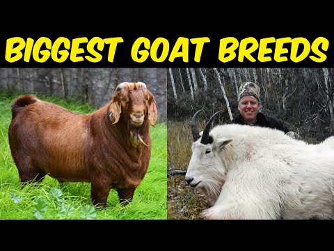 Best Goat Breeds for Meat | Top 10 Biggest Goat Breeds in the world