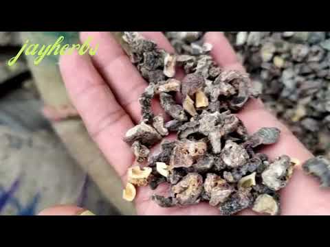 Amla Dry Without Seeds