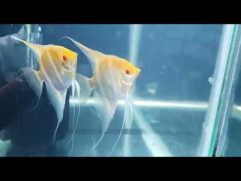 v1: albino Manapuru angel fish