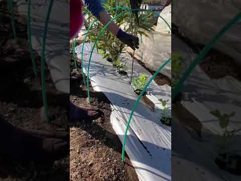 エンドウ豆の茂み 植物