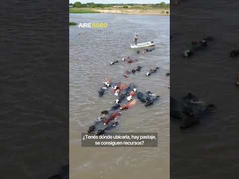🐄🐂 Así evacúan la hacienda de las islas en San Javier