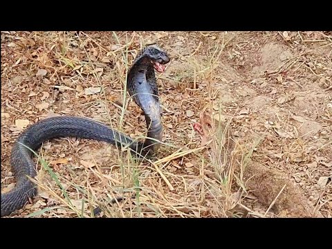 Mongoose vs Black Cobra Snake,Wild Fight