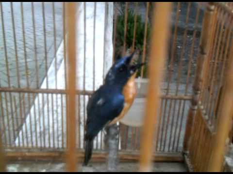 20 Burung Yang Paling Banyak Dicari Kaskus