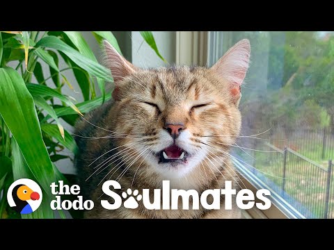 Stray Cat Can't Stay Away From Family's House | The Dodo Soulmates
