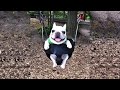 WARNING Dog On A Swing