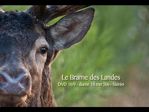 Le Cerf Pirate - Le Brame des Landes - VF - HD