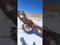 The Golden Eagle Attacks at High Speed | Unstoppable Power!👀🦅