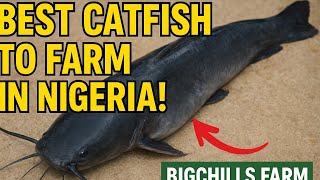 Best Catfish to Train in Nigeria for Beginners