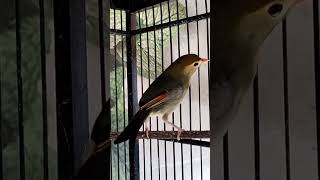 Download lagu kicauwan burung robin jantan mp3