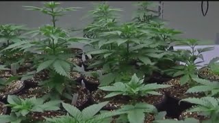 Minnesota cannabis licenses being resold for large profit