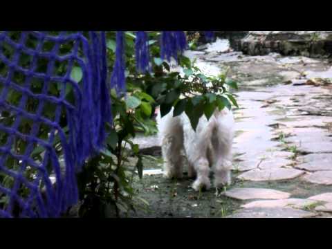 Apresentando Fofa a rainha do canil