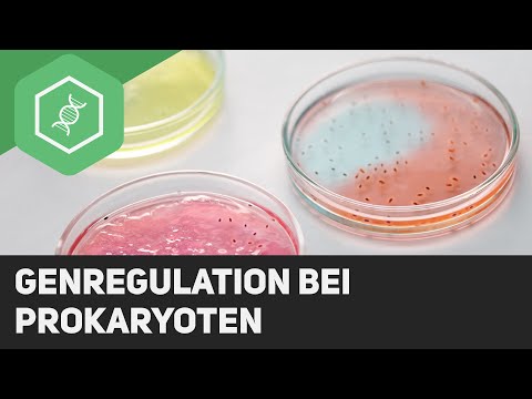 Genregulation bei Prokaryoten