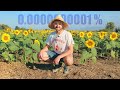 Farmer Grows 1 Billion Sunflowers