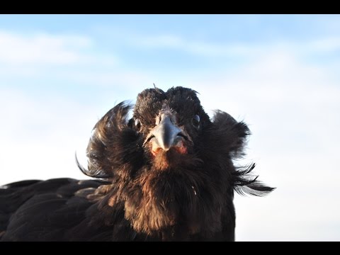 Tierra Adentro: Gallinas Kollonca y Quetro