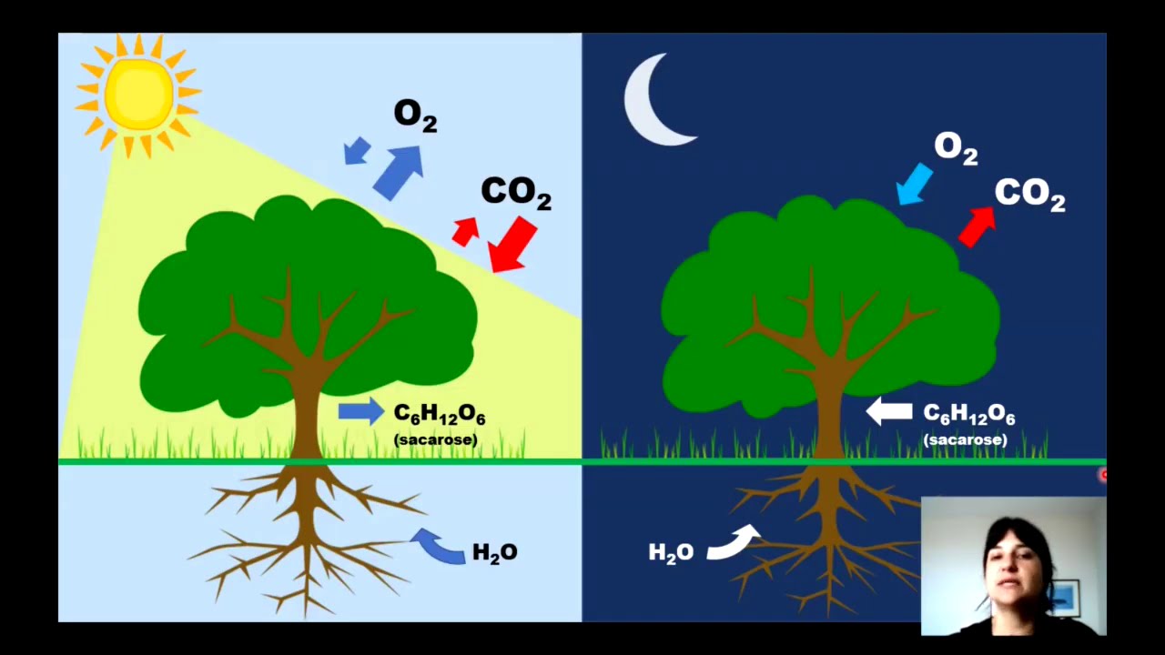 Fisiologia Vegetal - Respiração: Glicólise e Fermentação