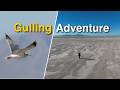 Identifying Gulls Is HARD And That S Okay