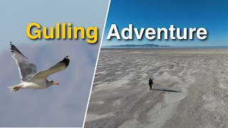 Identifying Gulls Is HARD.... And That's Okay