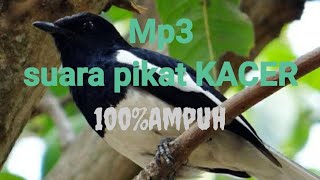 Download lagu Mp3 suara pikat kacer 2021,AMPUH!!! mp3 Download lagu Mp3 suara pikat kacer 2021,AMPUH!!! mp3