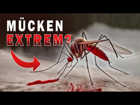 Mücken in Schweden - Tipps die wirklich helfen | so schützt Ihr euch