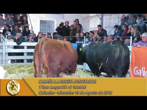 15-08-18 Venta de Machos P.P. - Cabaña La Rubeta e Invitados - Cañuelas