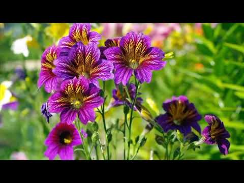 Opwekking 291 Vader God, ik ben vol lof